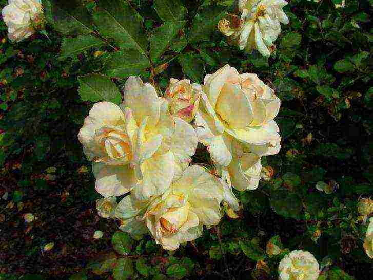 the best varieties of floribunda roses