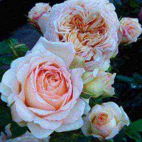 the best varieties of guillot roses