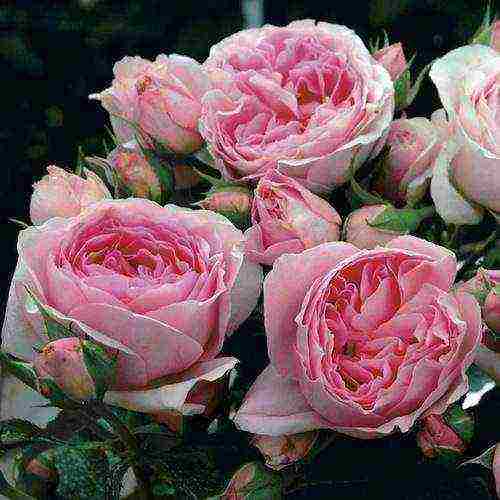 the best varieties of guillot roses