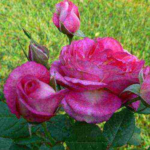 the best varieties of guillot roses