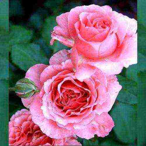 the best varieties of guillot roses