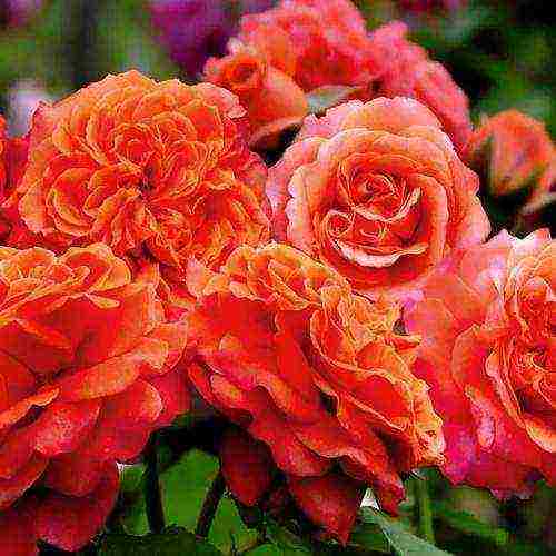 the best varieties of guillot roses