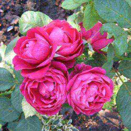 the best varieties of guillot roses