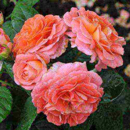 the best varieties of guillot roses