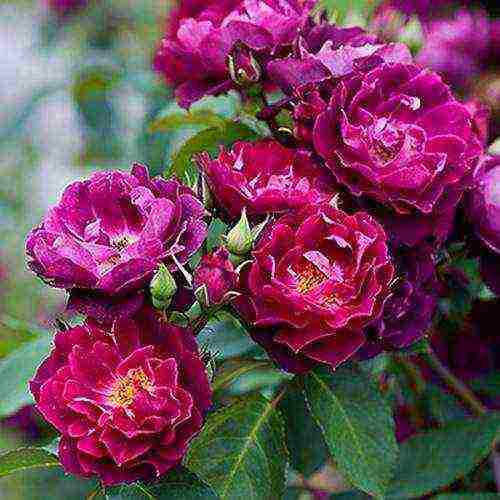 the best varieties of guillot roses