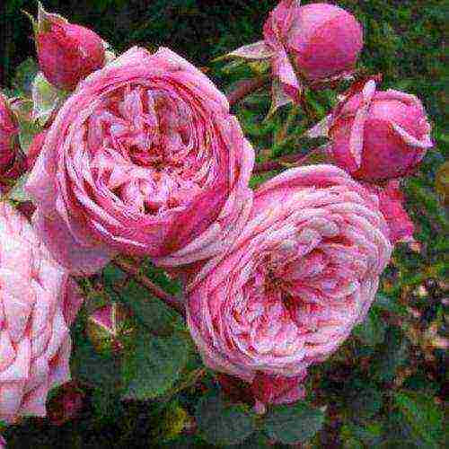 the best varieties of guillot roses