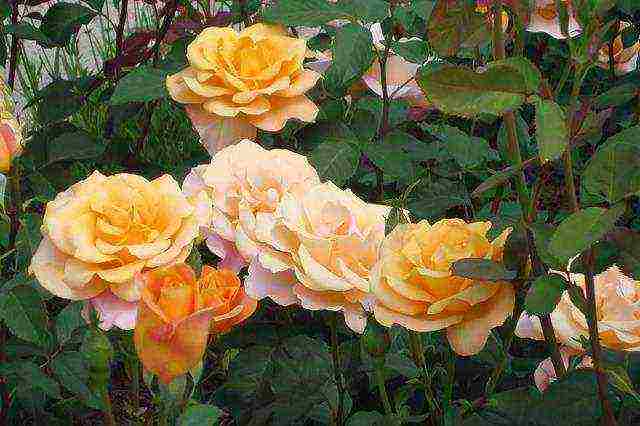 the best varieties of park roses