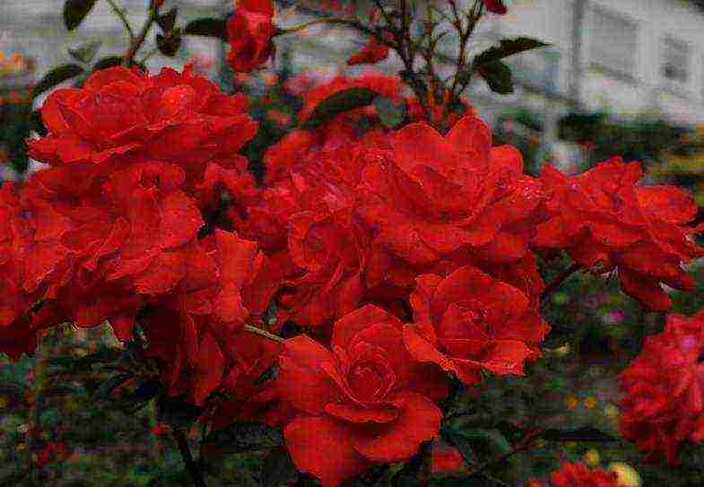the best varieties of park roses