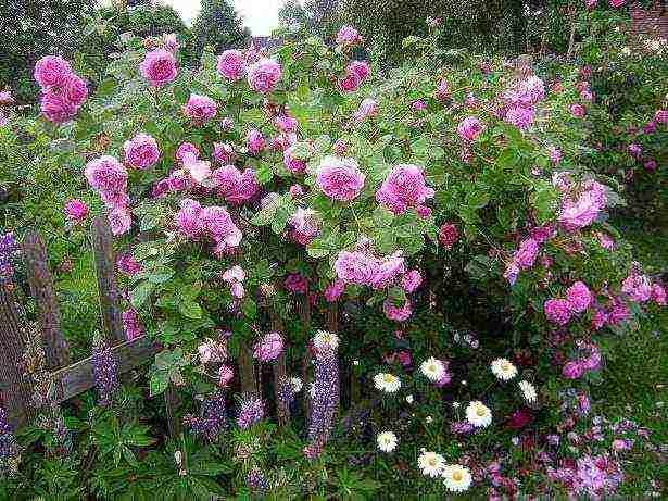 the best varieties of park roses