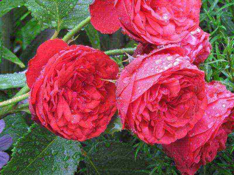 the best varieties of park roses