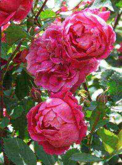 the best varieties of park roses