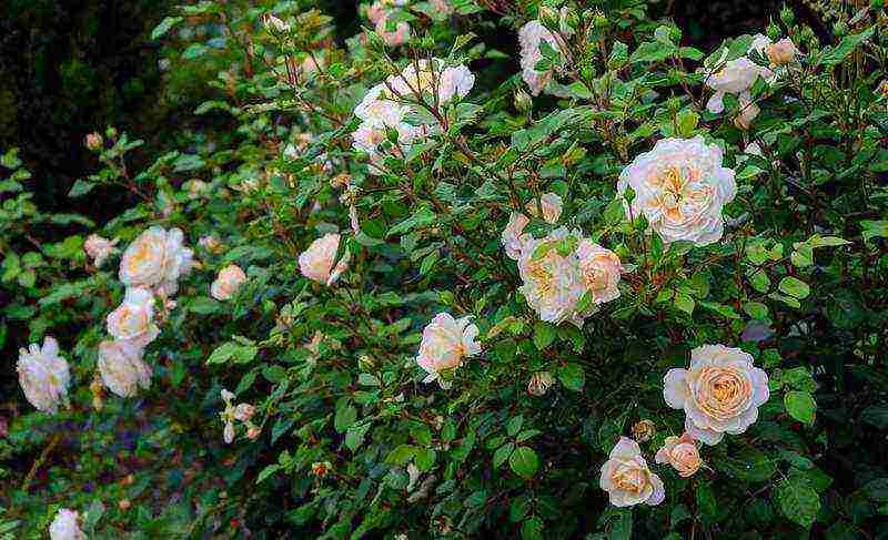 the best varieties of park roses