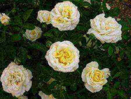 the best varieties of park roses