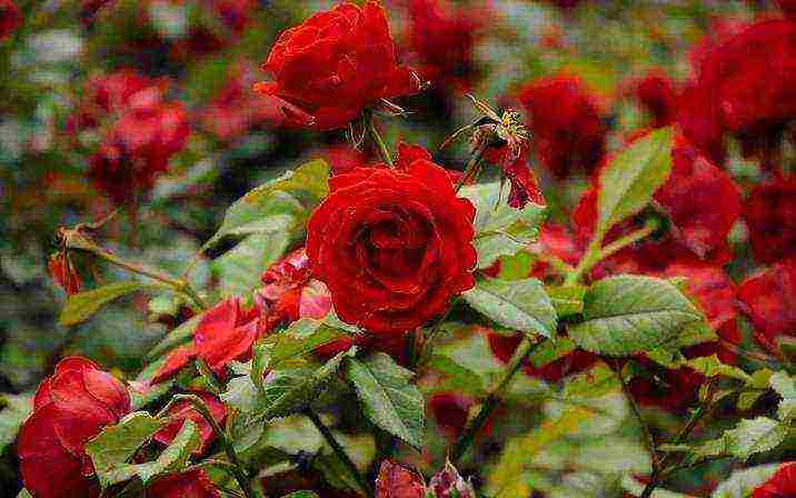 the best varieties of park roses