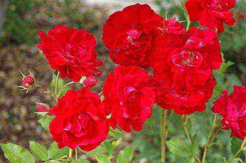 the best varieties of park roses