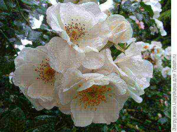 ang pinakamahusay na mga pagkakaiba-iba ng ground cover roses