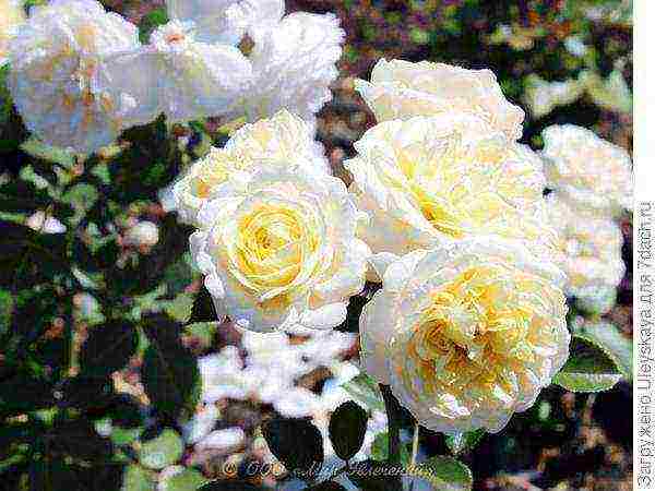 the best varieties of ground cover roses