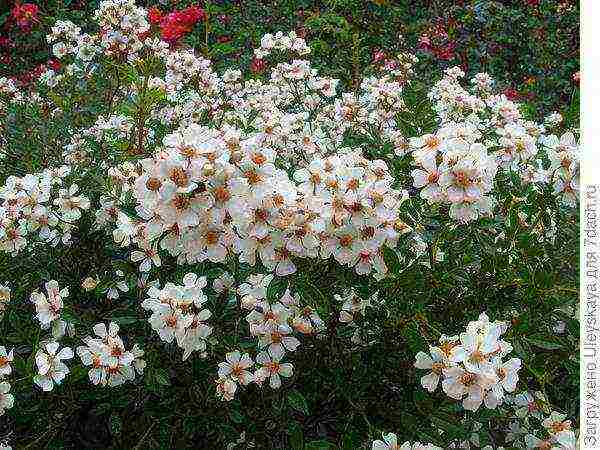 ang pinakamahusay na mga pagkakaiba-iba ng ground cover roses