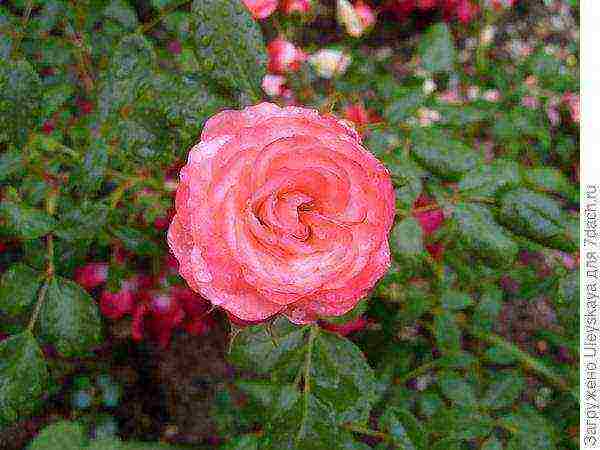 ang pinakamahusay na mga pagkakaiba-iba ng ground cover roses