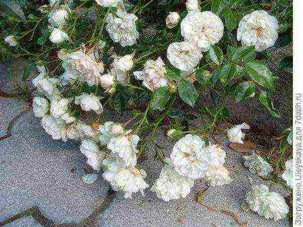 ang pinakamahusay na mga pagkakaiba-iba ng ground cover roses