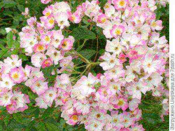 ang pinakamahusay na mga pagkakaiba-iba ng ground cover roses