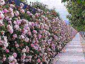 ang pinakamahusay na mga pagkakaiba-iba ng ground cover roses