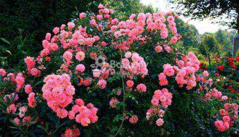 ang pinakamahusay na mga pagkakaiba-iba ng ground cover roses