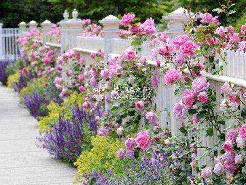 the best varieties of ground cover roses