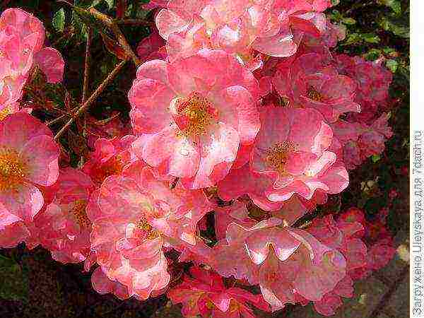 the best varieties of ground cover roses