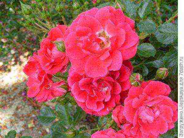 the best varieties of ground cover roses