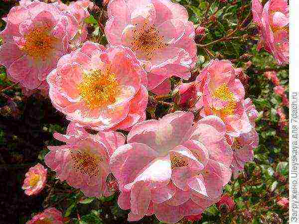 the best varieties of ground cover roses