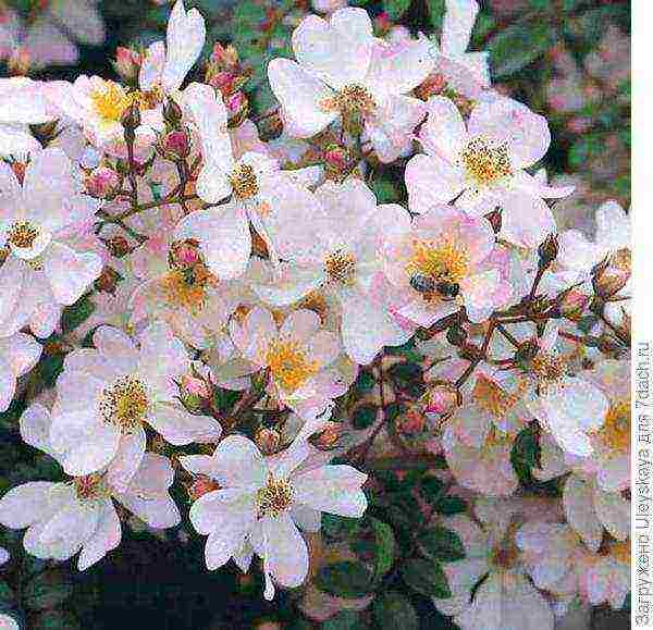 ang pinakamahusay na mga pagkakaiba-iba ng ground cover roses