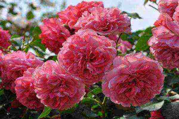 the best varieties of pink roses