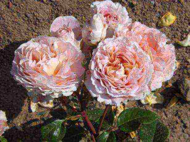 the best varieties of pink roses