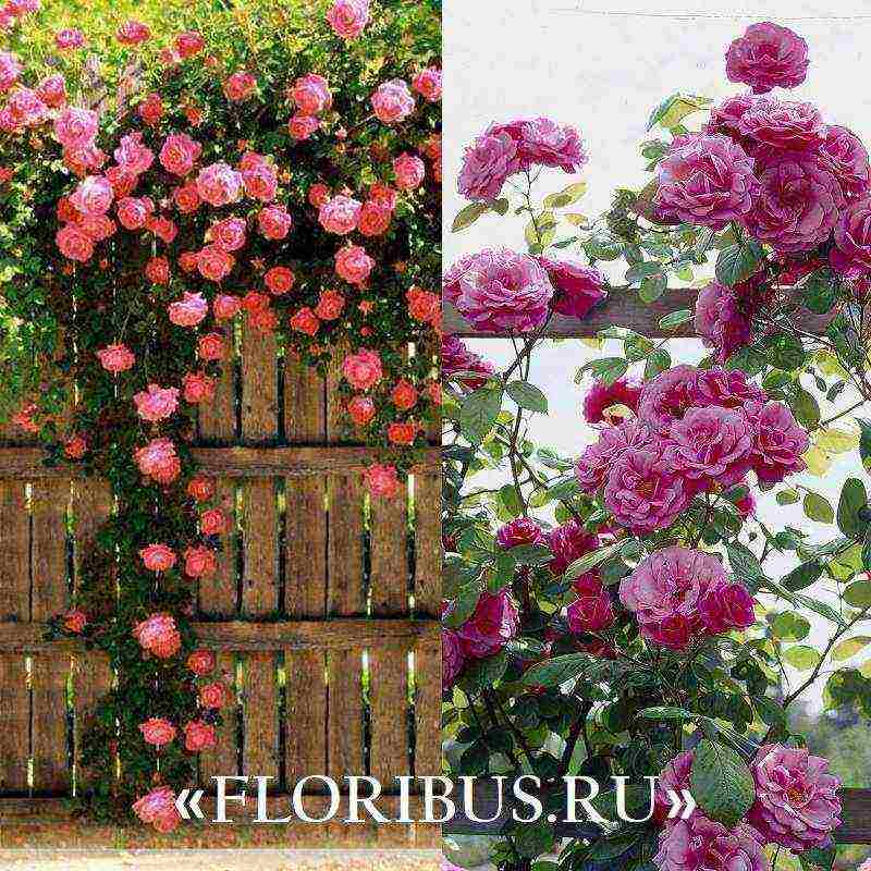 the best varieties of climbing roses