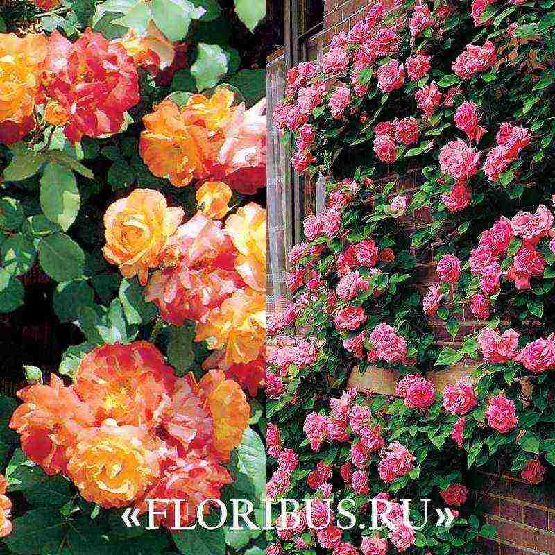 the best varieties of climbing roses