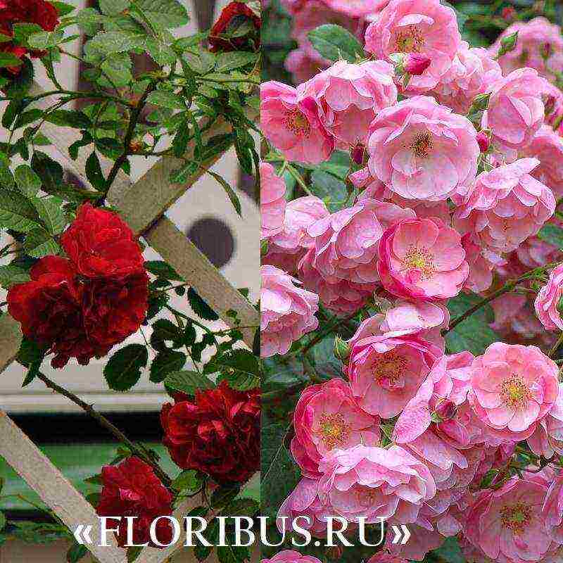 the best varieties of climbing roses