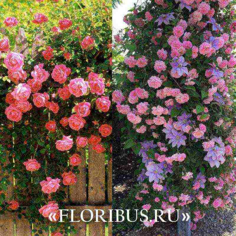 the best varieties of climbing roses