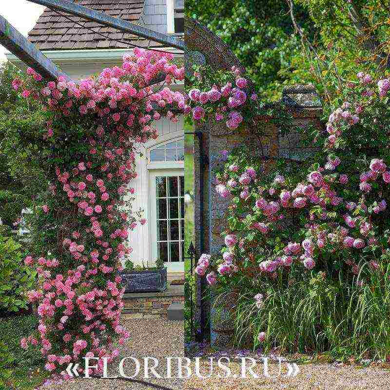 the best varieties of climbing roses