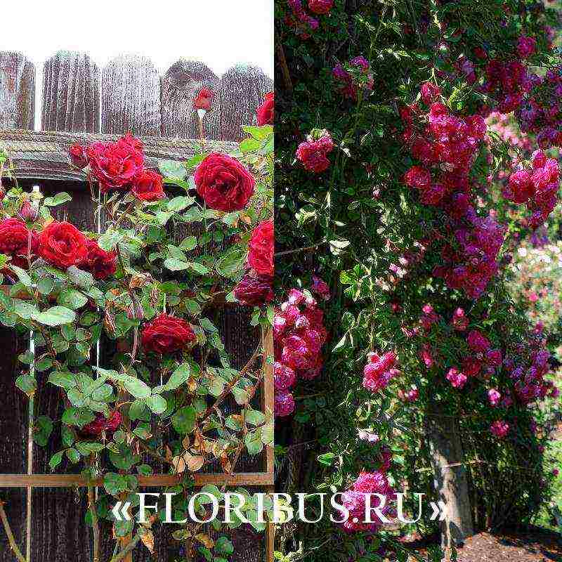 the best varieties of climbing roses