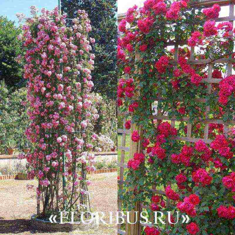 the best varieties of climbing roses