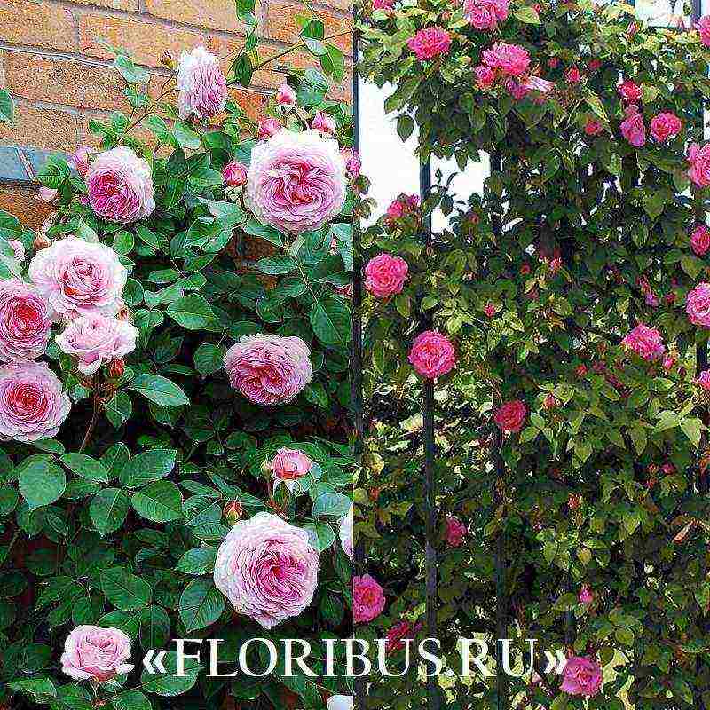 the best varieties of climbing roses