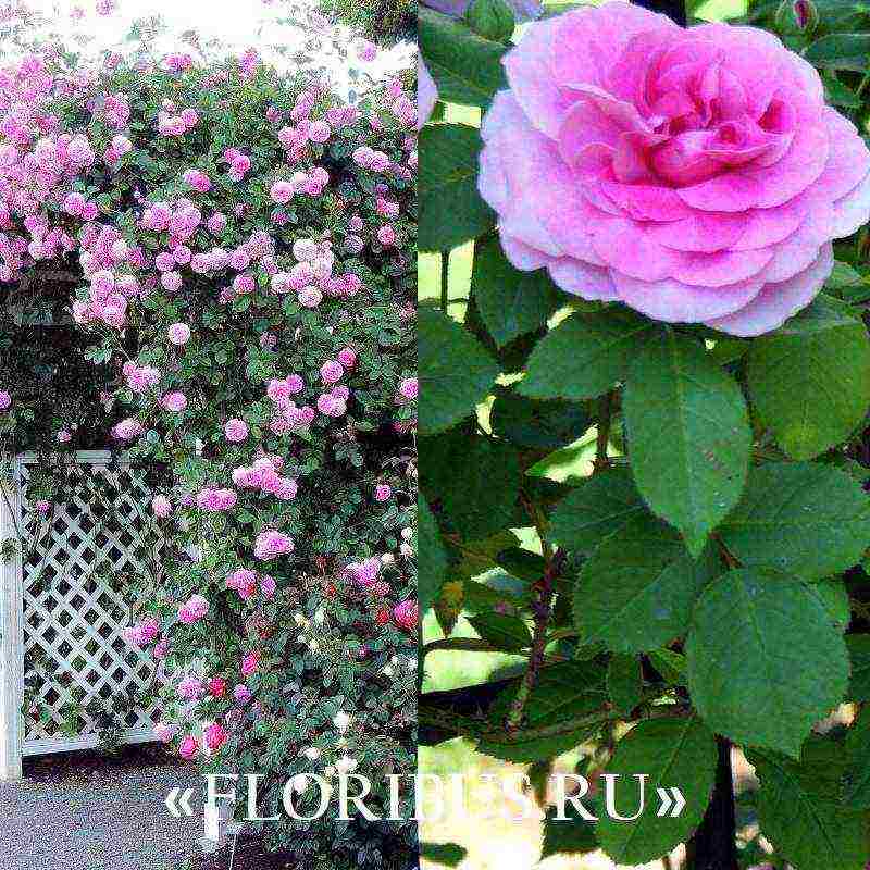 the best varieties of climbing roses