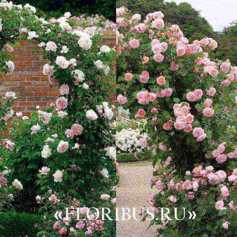 the best varieties of climbing roses