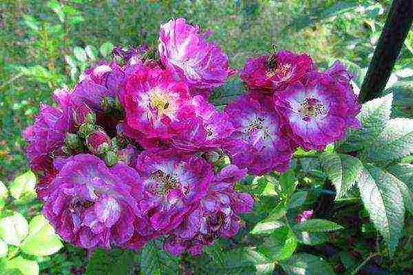 the best varieties of climbing roses