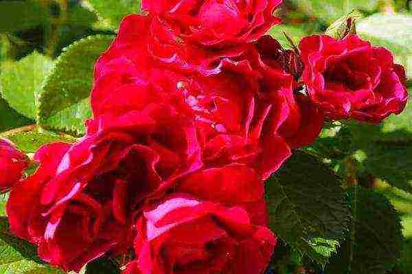 the best varieties of climbing roses