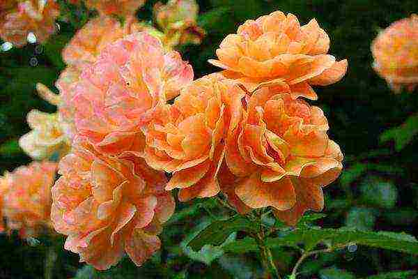 the best varieties of climbing roses