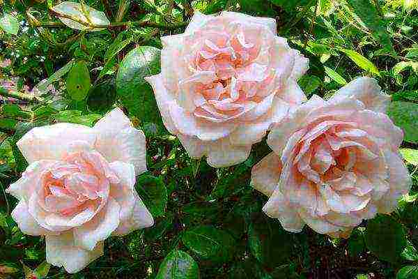 the best varieties of climbing roses