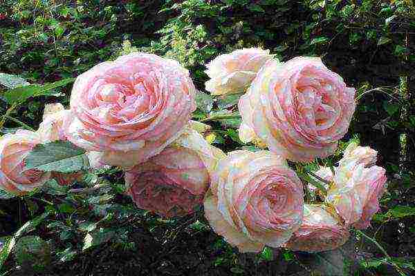 the best varieties of climbing roses