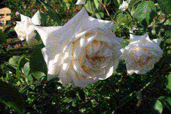 the best varieties of climbing roses